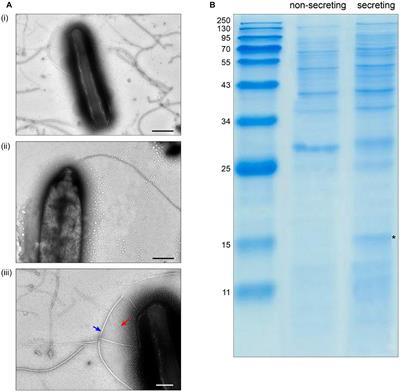 Repertoire and abundance of secreted virulence factors shape the pathogenic capacity of Pseudomonas syringae pv. aptata